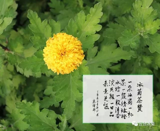 中 秋 禮 饌 l 那 年 花 開(kāi) 月 正 圓